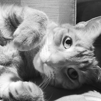 Picture of Baby Kitten Darcy